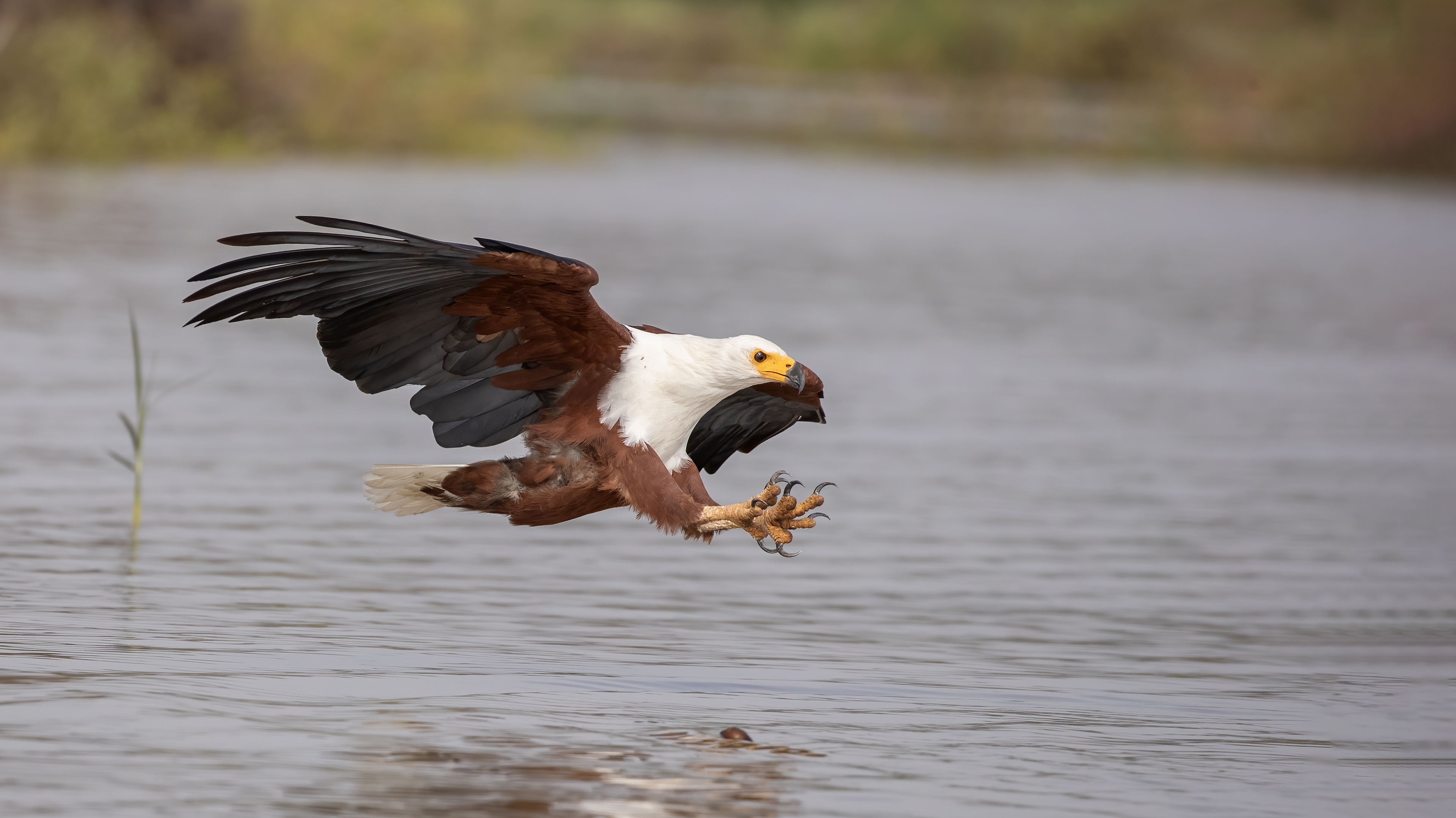 African Fish-Eagle